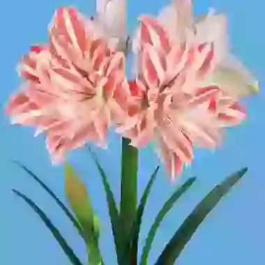 Dancing Queen